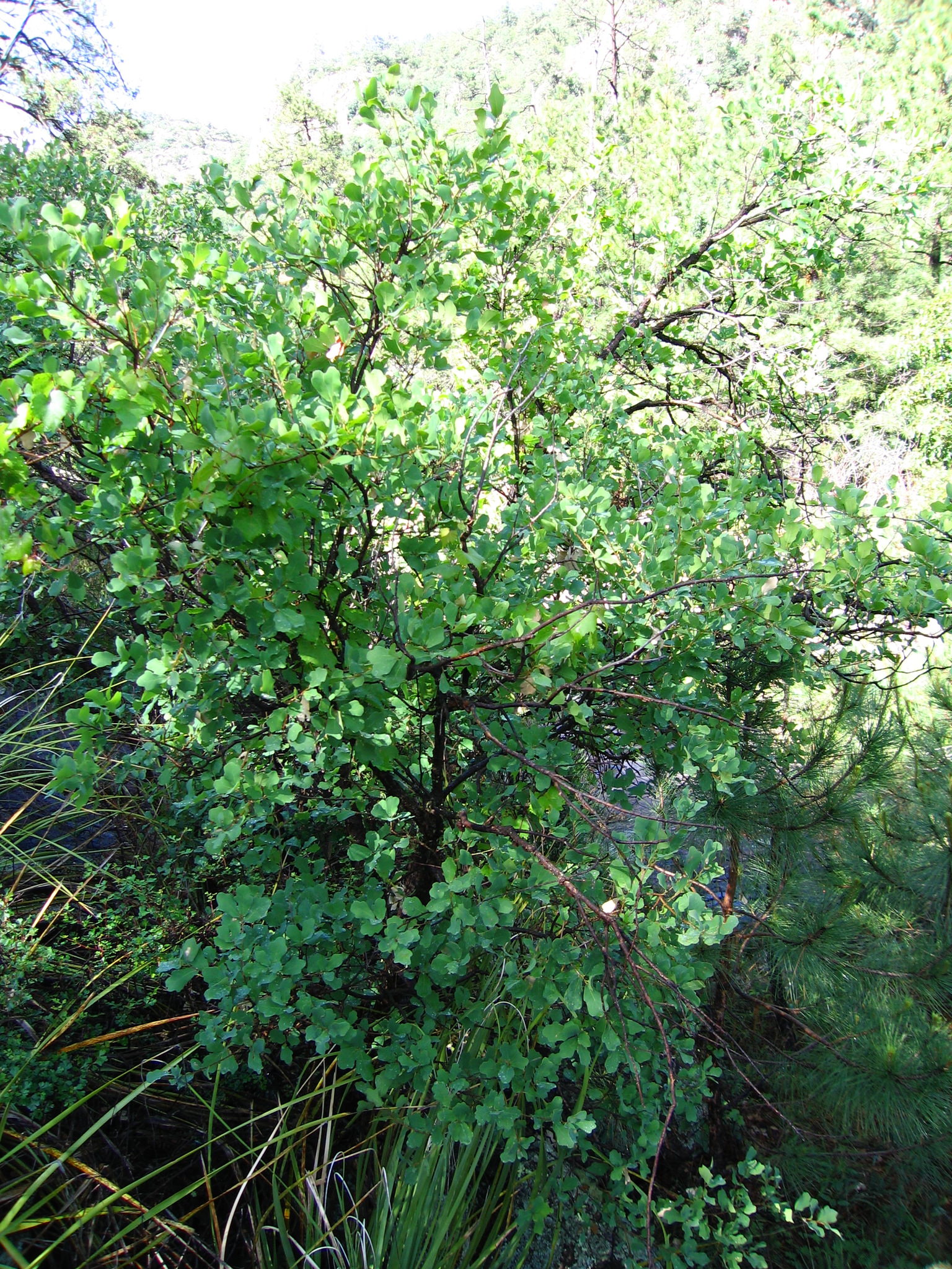 Quercus laceyi
